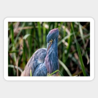 Tri-colored Heron Vibrant Beauty Sticker